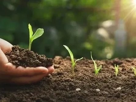 Organic cultivation